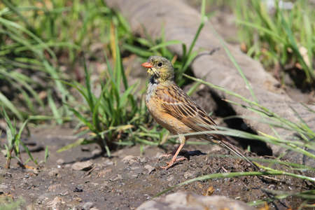 A male ortolan bunting stands on the wet ground close up photoの写真素材