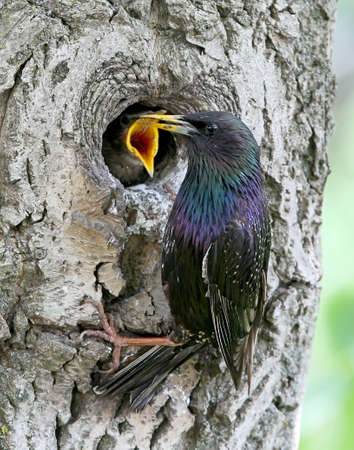 An adult starling feeds its chick in a hollow treeの写真素材