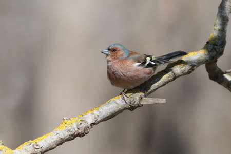 The male finch sits on an inclined branch and looks at the troughの写真素材