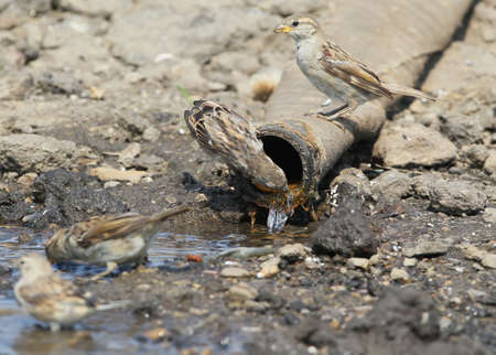 Two females of thes  house sparrow drink water from a large pipeの写真素材