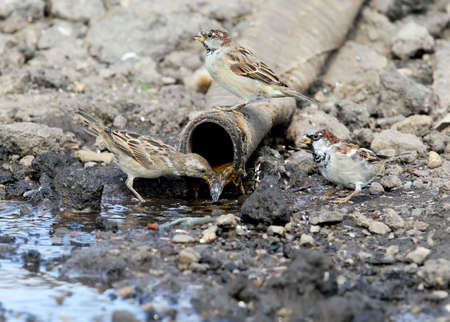 Three  house sparrow drink water from a large pipeの写真素材