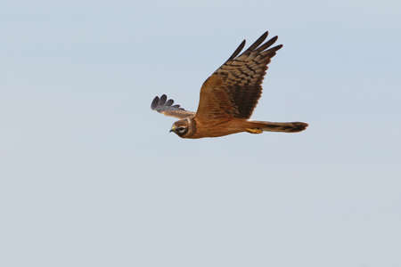 The hen harrier (Circus cyaneus) on a fly huntの写真素材