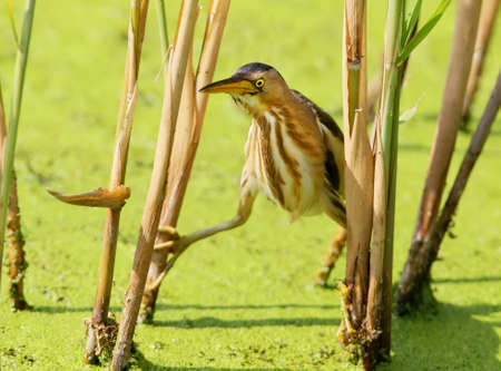 A female little bittern neatly sneaks up to the prey from the reedの写真素材