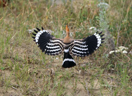 An unusual look at the flying hoopoe. Rear view with spread wingsの写真素材