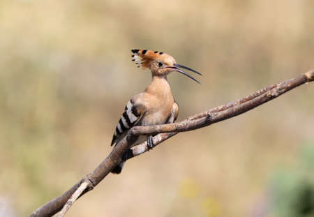 Close up photo a hoopoe with open beak sits on a diagonale branch on blurred backgroundの写真素材