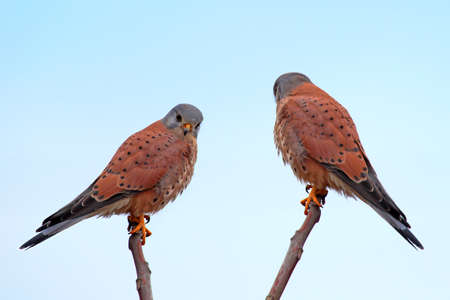 Two common kestrels sits on the branches against blue skyの写真素材