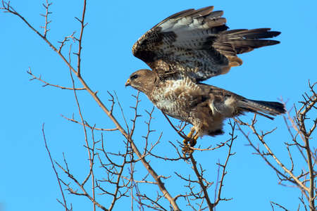 A common buzzard tries to fly from thin tree branches