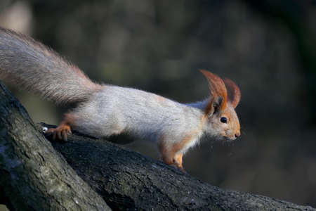 Red European squirrel sits on an inclined branch and looks at the cameraの写真素材