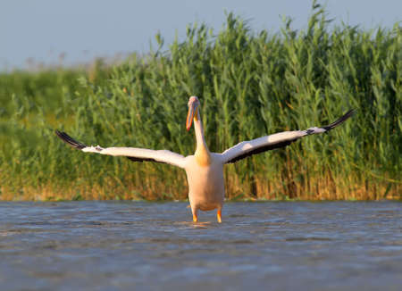 A white pelican with open wings dries feathers in the wind against a background of green caneの写真素材