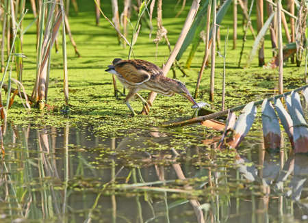 A little  bittern female sits on a reed with a caught fish in its beakの写真素材
