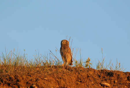 Young small owl stands on the edge of a cliff against a blue skyの写真素材
