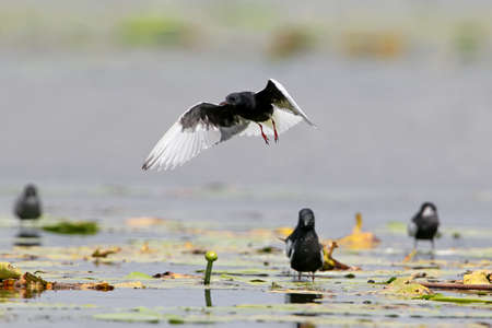 The white-winged tern (Chlidonias leucopterus or Chlidonias leucoptera) in flight above other terns