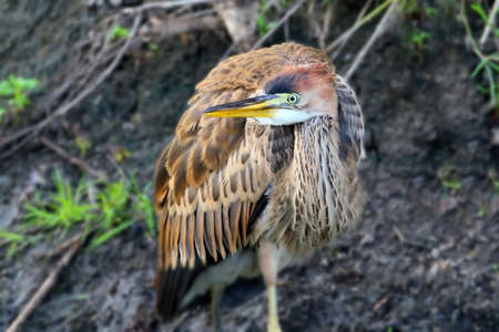 A purple heron close up. Bird stands on the ground and looks into a camera. Blurred background and funny pose.の写真素材
