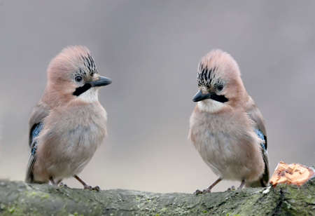Two Eurasian girlfriend jays sit side by side on a log. Close-up and detailed photo on a blurred...