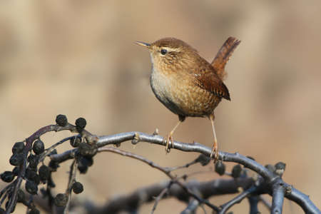 Wren close upの写真素材