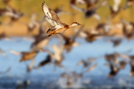 Large flock of  red-crested pochard (Netta rufina) take off.の写真素材