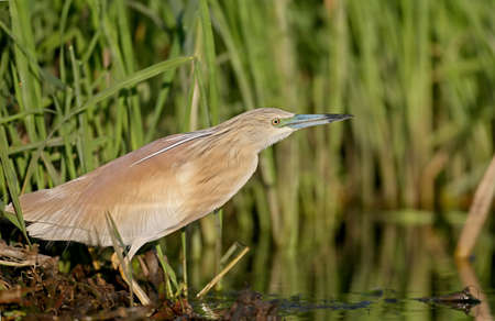 Squacco heron close upの写真素材