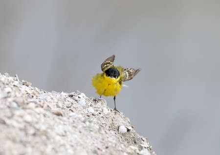 Black head wagtail shakes after bathingの写真素材