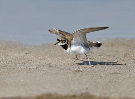 A male little ringed plover in  breeding plumage standing in the sand near the blue waters of the seaの写真素材