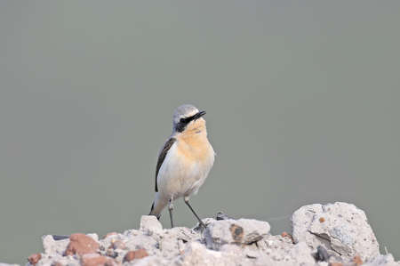 Close up photo of a male Northern wheatear sits on a stone against anice blurred  backgroundの写真素材