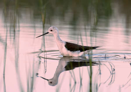 Female black winged stilt walks in the water in the pink morning light with water reflectionの写真素材