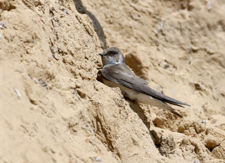 Sand martin sits next to the nest with grass next to himの写真素材