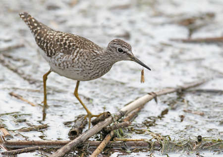 The wood sandpiper (Tringa glareola) with an insect in beak.
