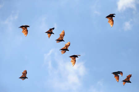 The flock of indian fox bat in flightの写真素材