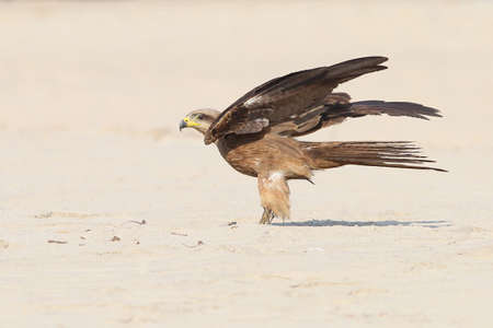 Black kite accurate landing on he sand.の写真素材