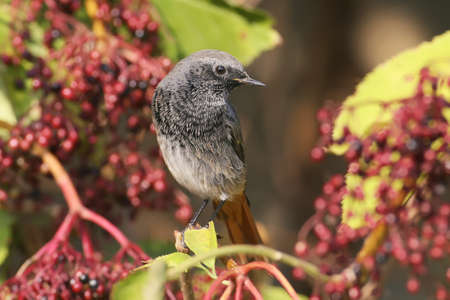 A female redstart portrait