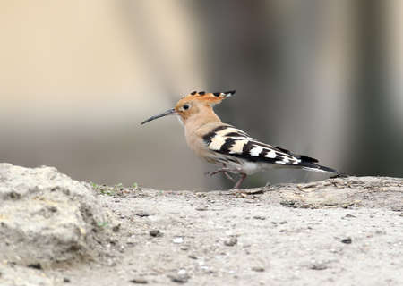 One hoopoe walk on the sand and looks into the camera of the photographerの写真素材