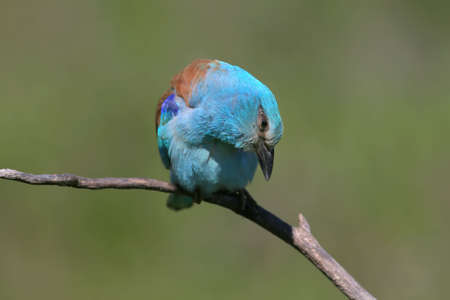 Close up photo european roller sits on a branch on blurred green back groundの写真素材
