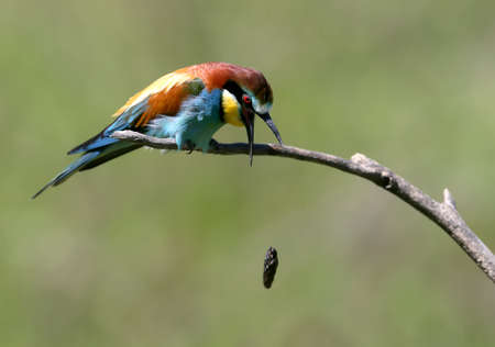 The European bee-eater spews up the remnants of undigested food (redemption)