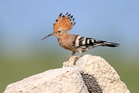 Extra close up and detailed photo of a hoopoe female sits on a stone on blurred background.の写真素材