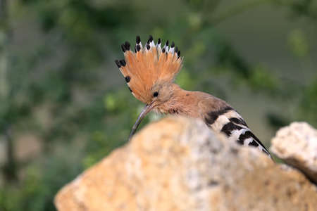 Extra close up and detailed photo of a hoopoe  with open crest sits on a stone on blurred background.の写真素材