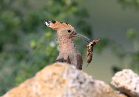 The male hoopoe sits on the stones near the nest and holds in its beak the caught Mole crickets. Interesting and unusual photoの写真素材