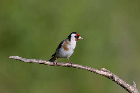 Close-up photo of a european goldfinch sits on a branch isolated on green backgroundの写真素材