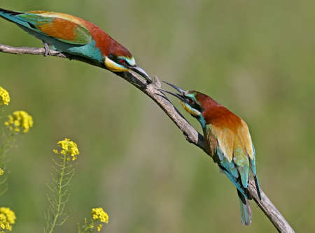 The male European bee-eater feeds the female during the breeding season