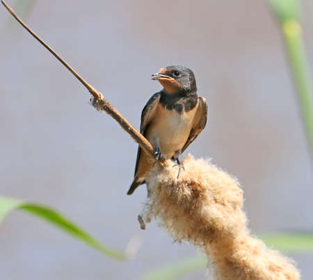 Close up photo of a chick barn swallow sits on a branch on blurred backgroundの写真素材