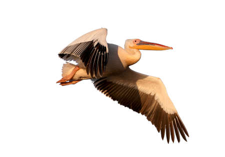 Close up photo of a white pelican in flight isolated on white backgroundの写真素材