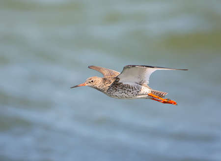 Close up photo of aredshznk in flight on the exotic backgroundの写真素材
