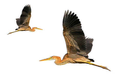 Close up photo of a purple heron in flight isolated on white  background
