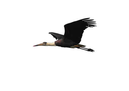 White necked stork in flight isolated on white background