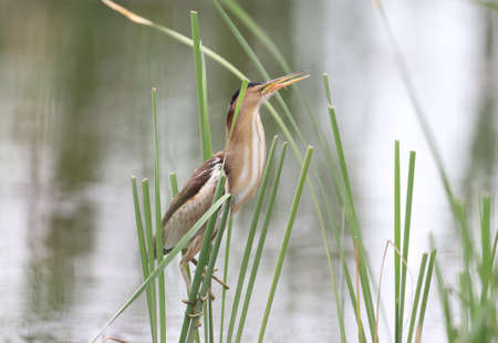 Female little bittern with funny crooked legs stands on a branch of reed
