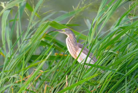 Squacco heron stands on a green lake reedの写真素材