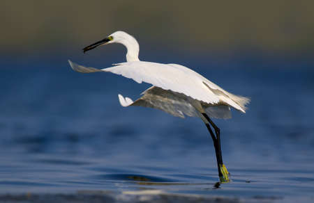 The little egret (Egretta garzetta) in the water filmed in soft morning light