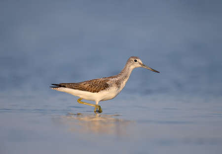 The common greenshank (Tringa nebularia) stands in a blue water in soft morning lightの写真素材