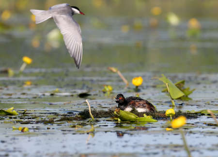One whiskerd tern attack a black necked grebe on their nest. Exotic moment.