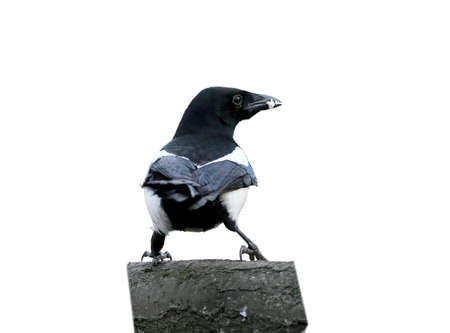 The Eurasian magpie sits on a branch and holds a piece of lard in its beak.Bird isolated on white backgroundの写真素材