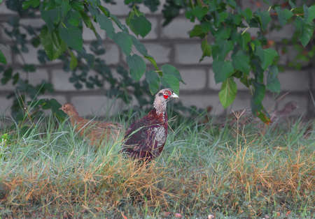 A young pheasant is shot in a thick grass against a brick wallの写真素材